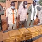 Tahoua : Saisie de 50 kg de cannabis au cœur de la ville