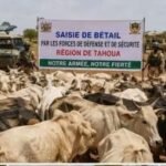 Tahoua : saisie de plus de 5 000 bétails et arrestation de 142 individus